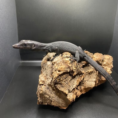 Black dragon lizard 2024 pet